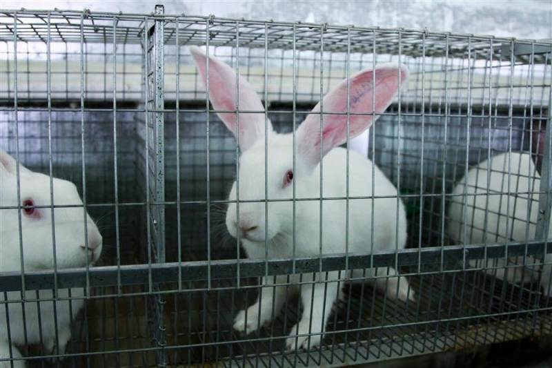 Лучшие мясные породы кроликов: описание и разведение