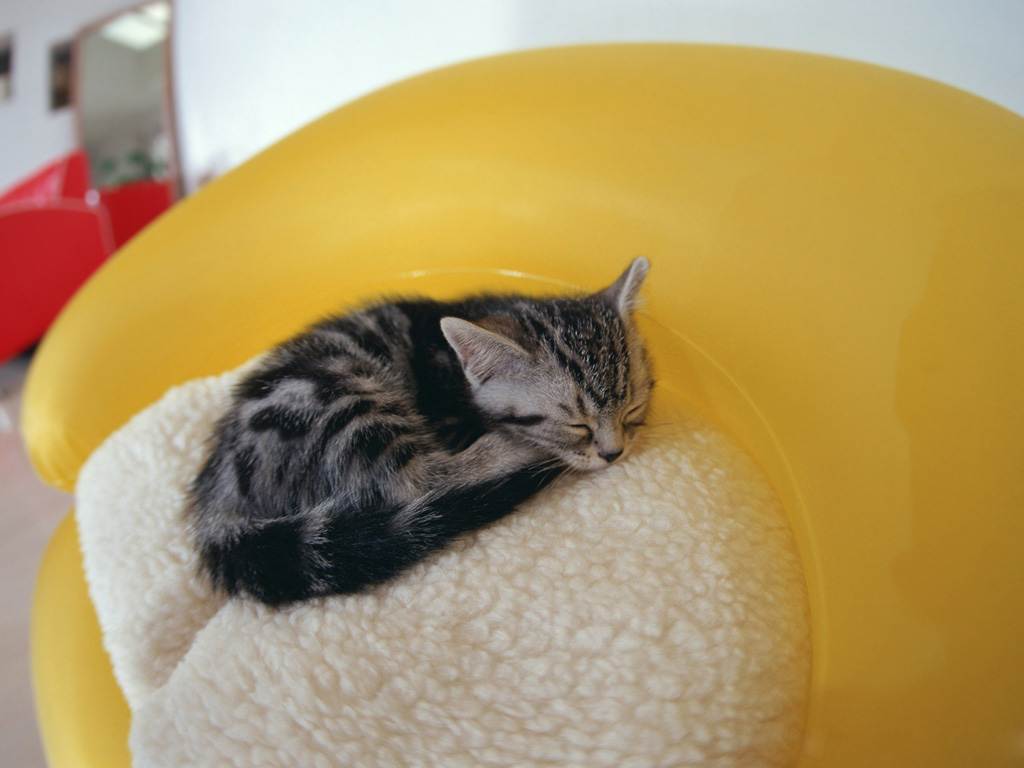 Первые дни котенка в новом доме: проблемы адаптации