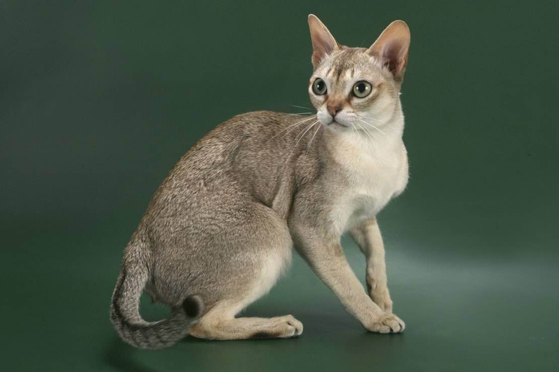 Принцесса из сточной канавы — сингапурская кошка