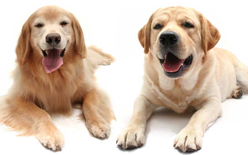 Лабрадор и ретривер: в чем разница между породами собак :: syl.ru