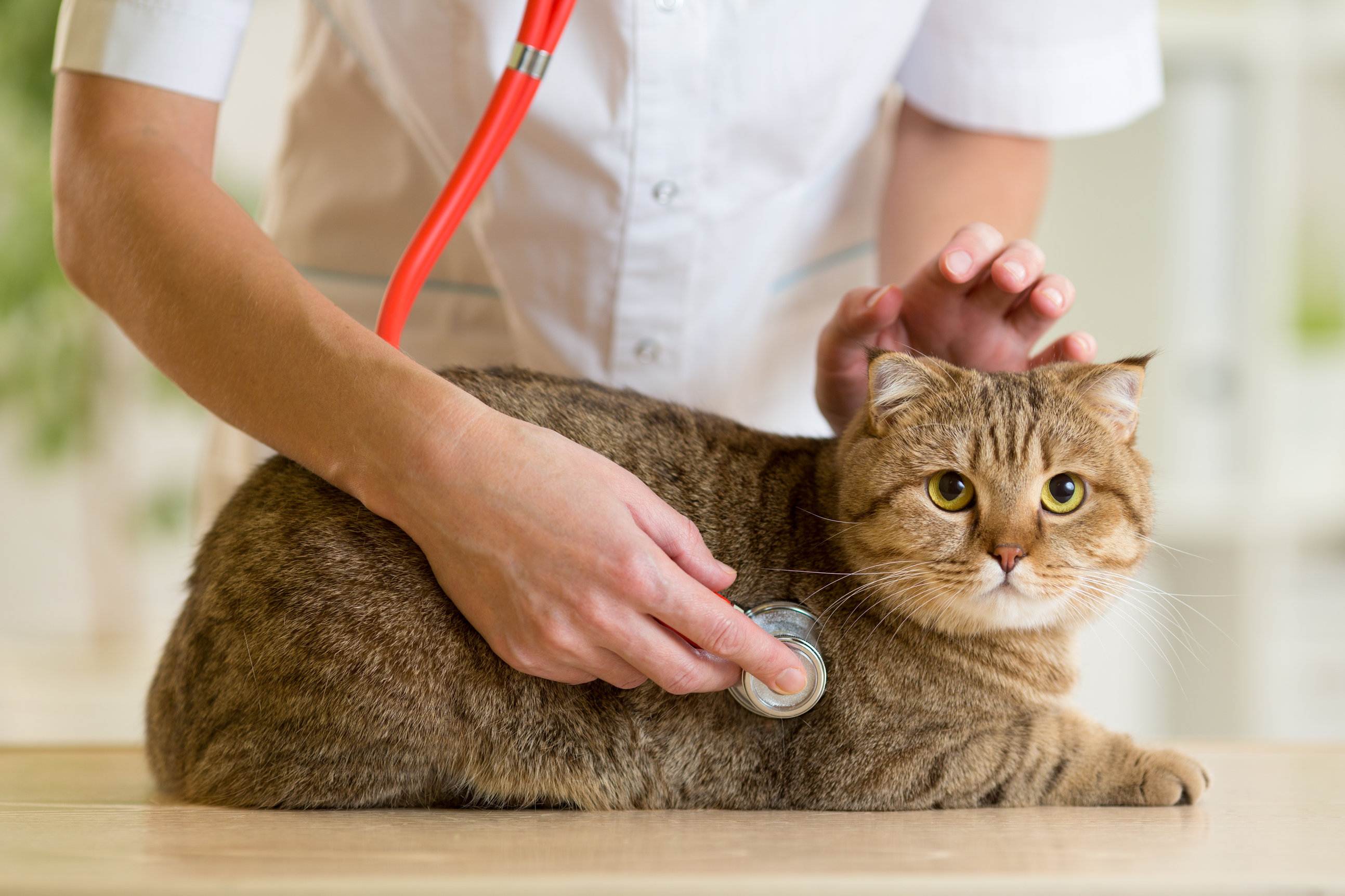 Сердечная недостаточность у кошек - симптомы и лечение