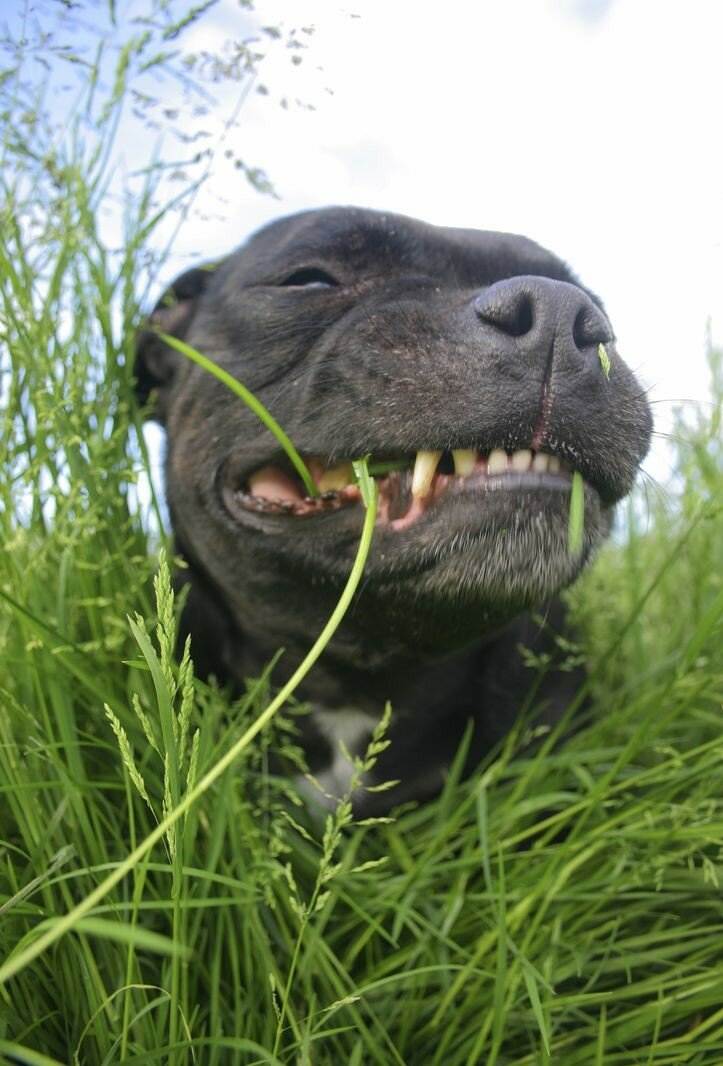 Зачем собаки едят траву: причины необычного поведения, почему собака ест траву и ее рвет, опасные и полезные растения