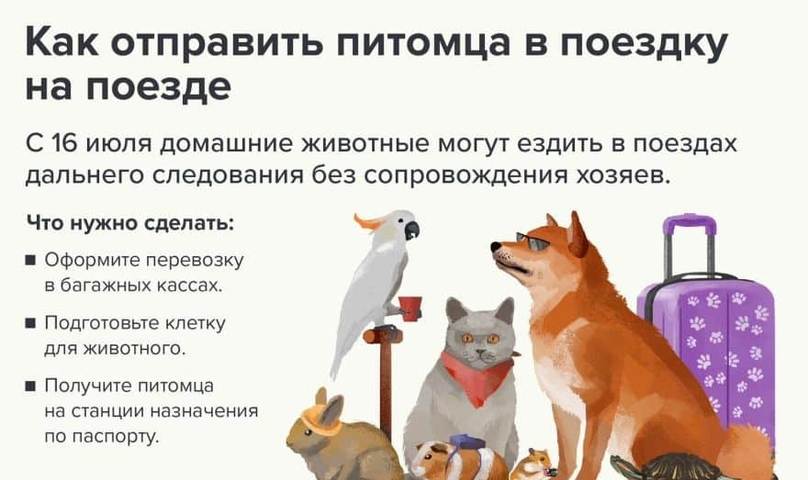 Как везти собаку на поезде по россии?