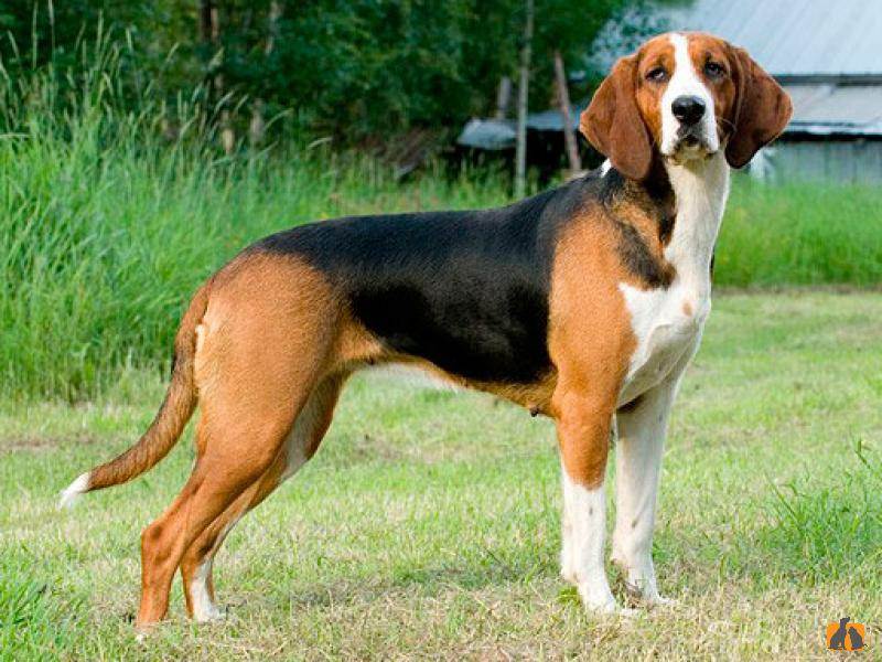 Гончие собаки – классификация и популярные породы