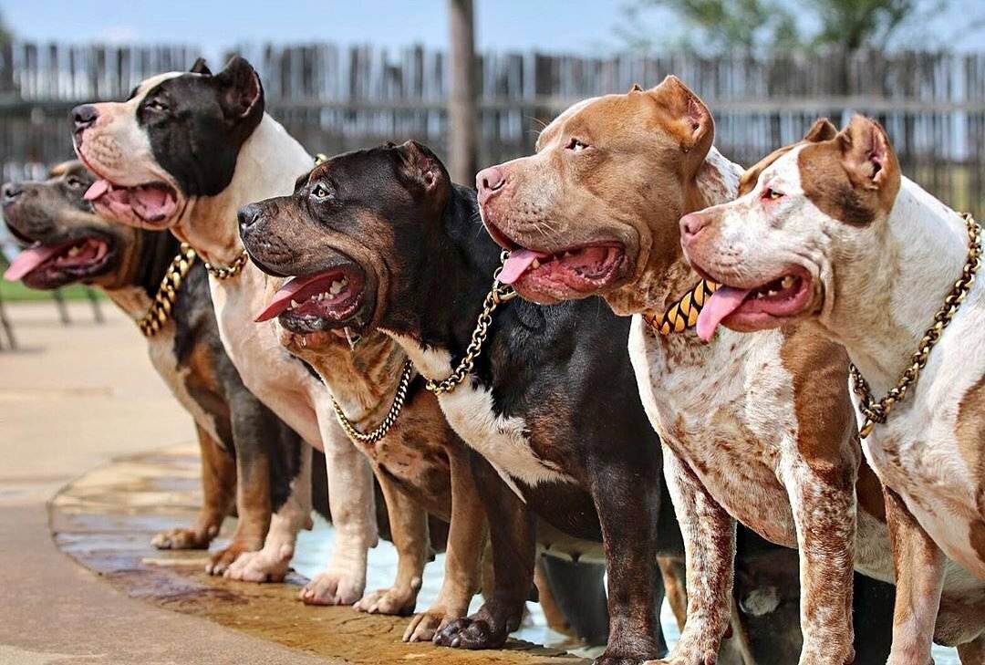 Бойцовские собаки: основные боевые породы и их описание