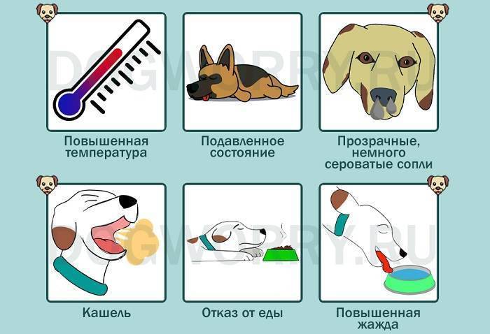 Собаки, кашель у собак, причины появления и способы лечения кашля у собаки