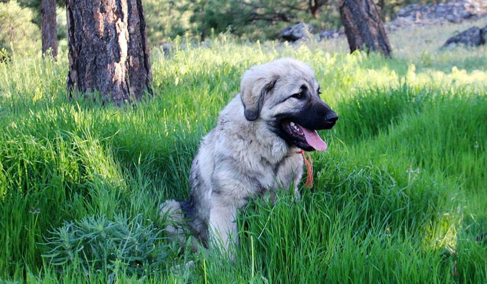 Шарпланинская овчарка: характеристики породы собаки, фото, характер, правила ухода и содержания