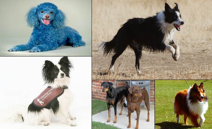 7 самых маленьких собак мира (фото)