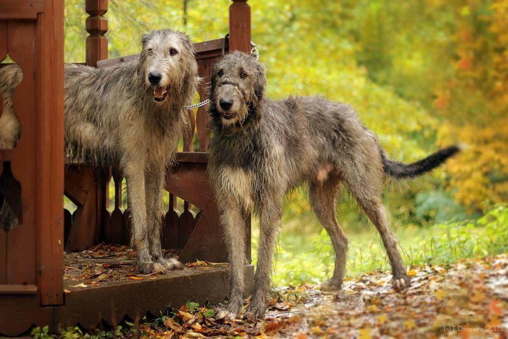 Ирландский волкодав: фото и описание породы собак
ирландский волкодав: фото и описание породы собак