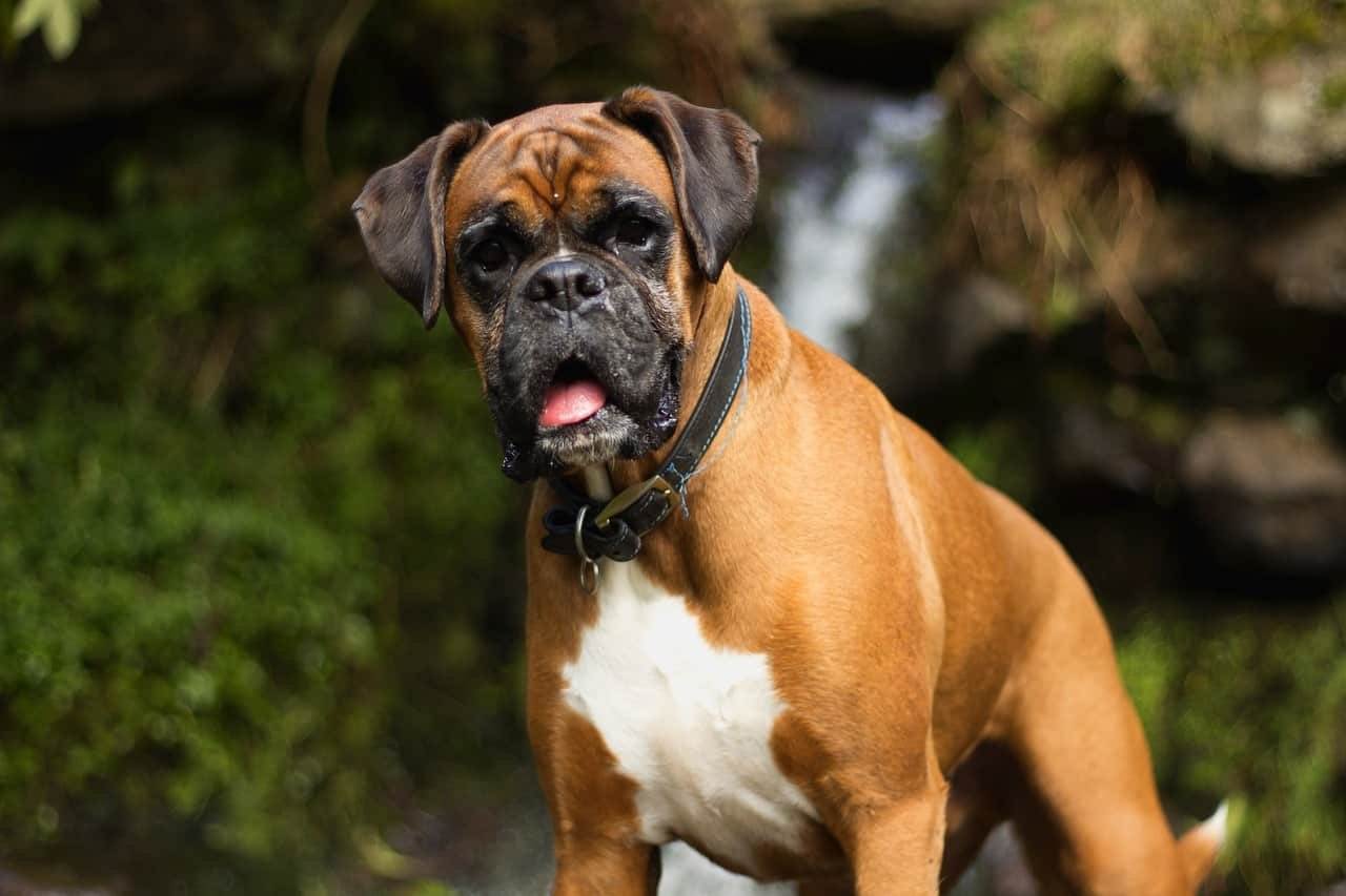 Немецкий боксер - порода собак: щенки, характер, описание