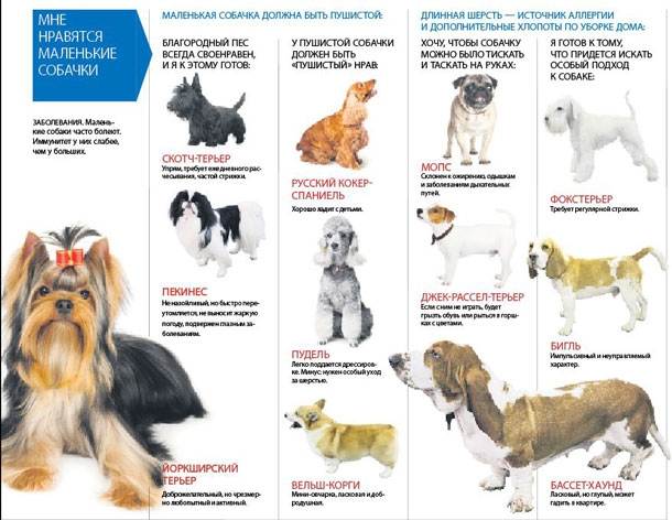 Ховаварт: стандарт породы, особенности содержания и воспитания этих собак, советы по выбору щенков
