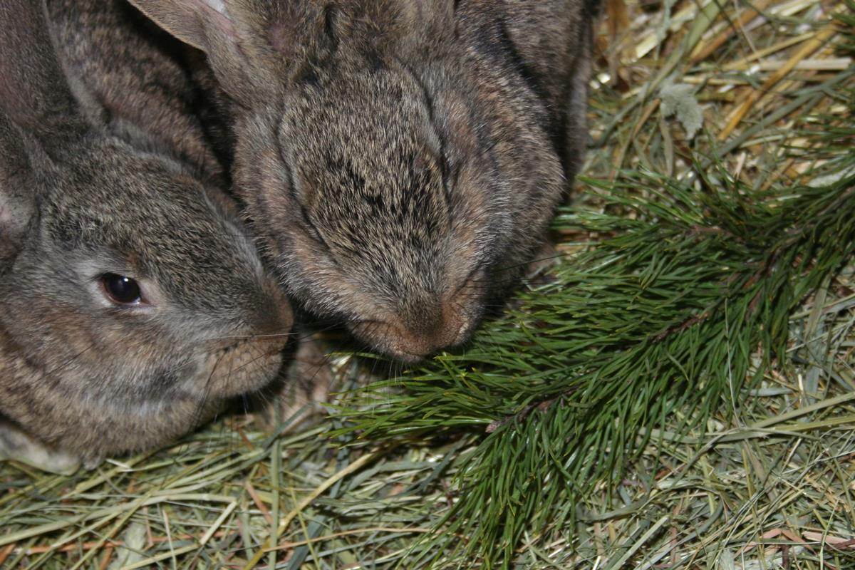Какие ветки можно давать кроликам
