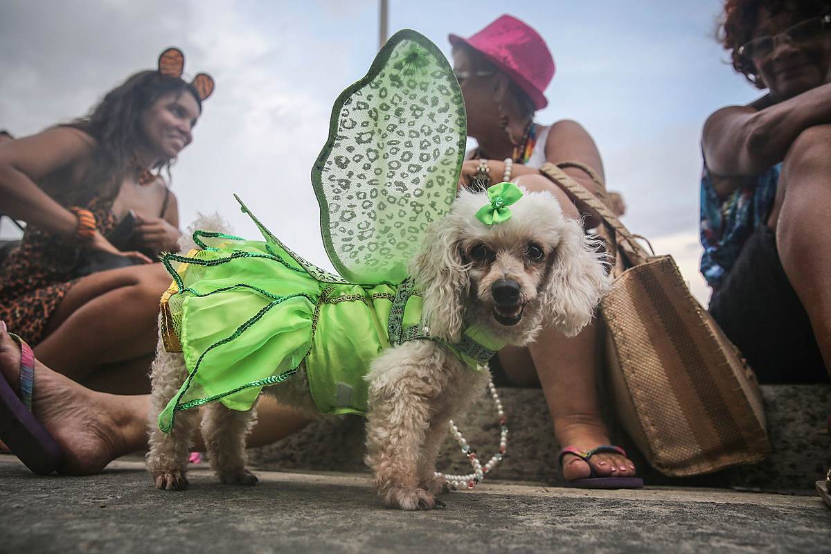 «карнавал в рио-де-жанейро. полный отчет.» бразилия. отзыв туриста