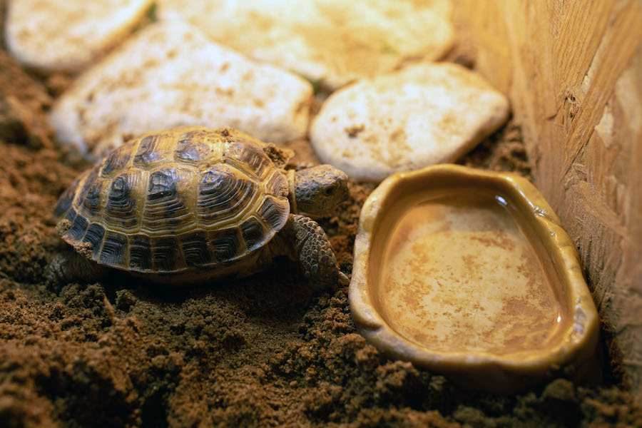 Домашние черепахи: виды сухопутных и морских черепах для дома. рейтинг пород домашних черепах: особенности кормления, содержания домашних черепах