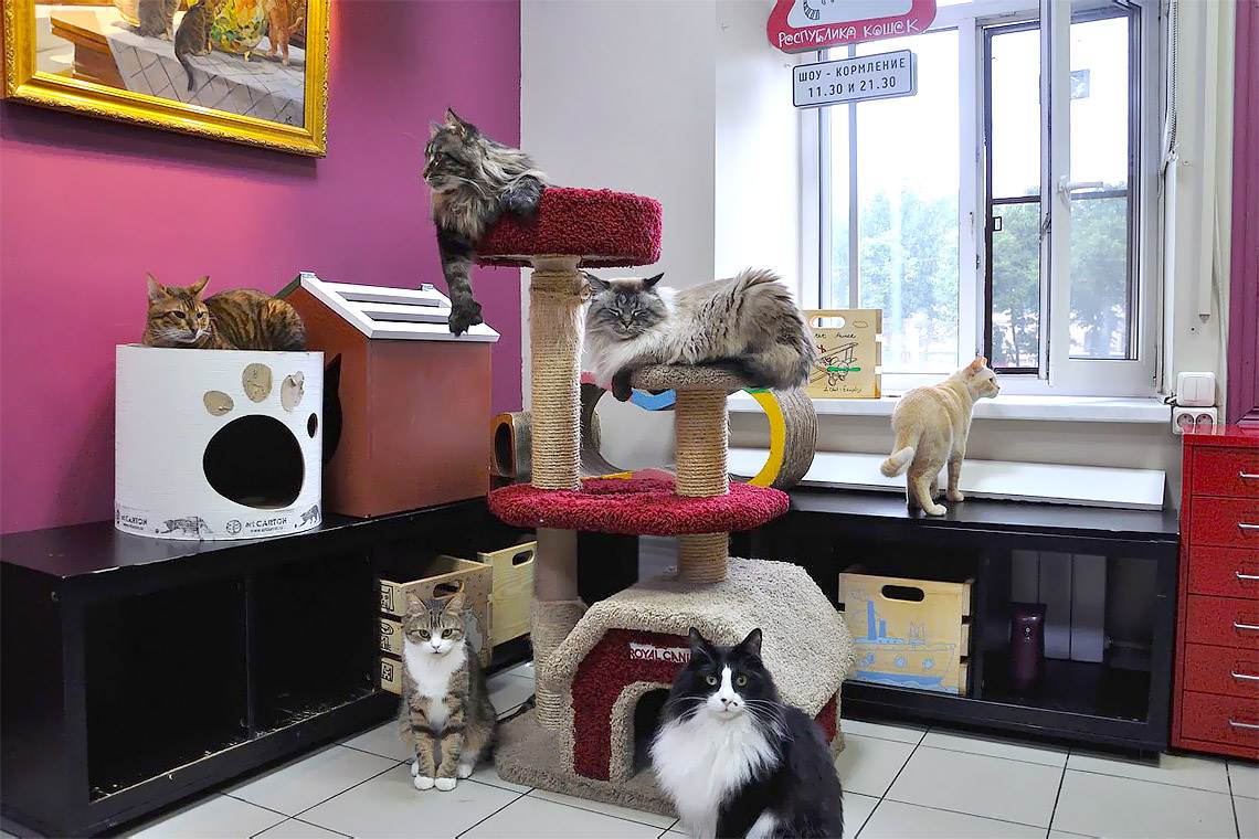 Кафе "республика кошек" в санкт-петербурге - фото, описание