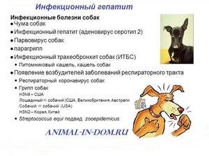 Аденовироз у собак (болезни собак)