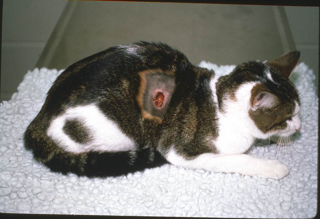 Абсцесс у кота или кошки