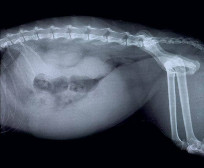 Пиометра у кошки: 120 фото лечения новообразований и рекомендации по операционному вмешательству