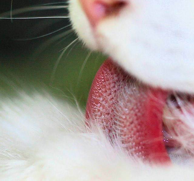 У кошек шершавый язык - причины и что делать
