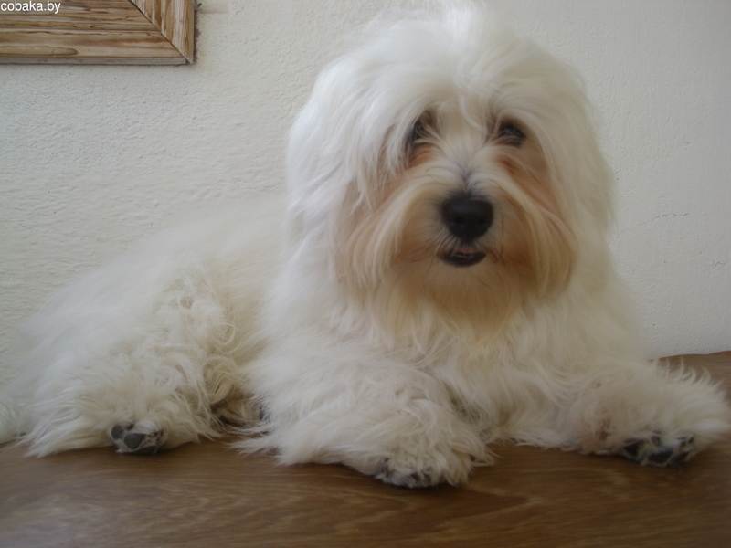 Котон-де-тулеар: описание породы собак с фото и видео