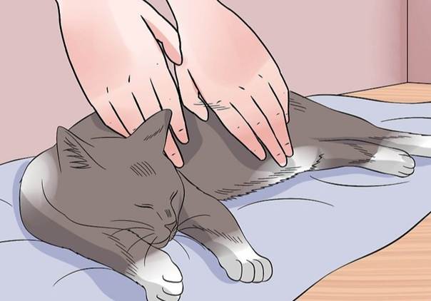 Как делать кошке массаж | кошки и собаки вики | fandom