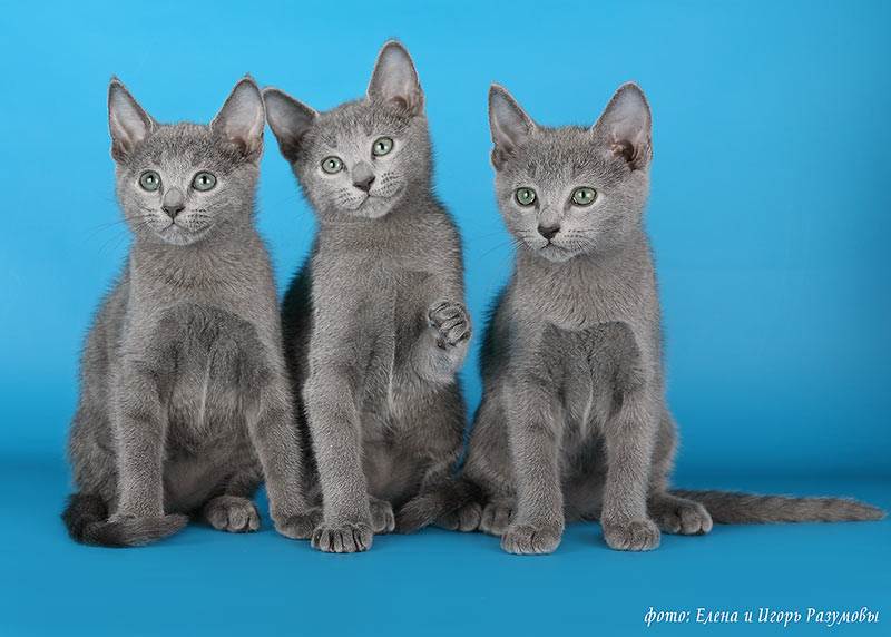 Питомники кошек, каталог питомников кошек