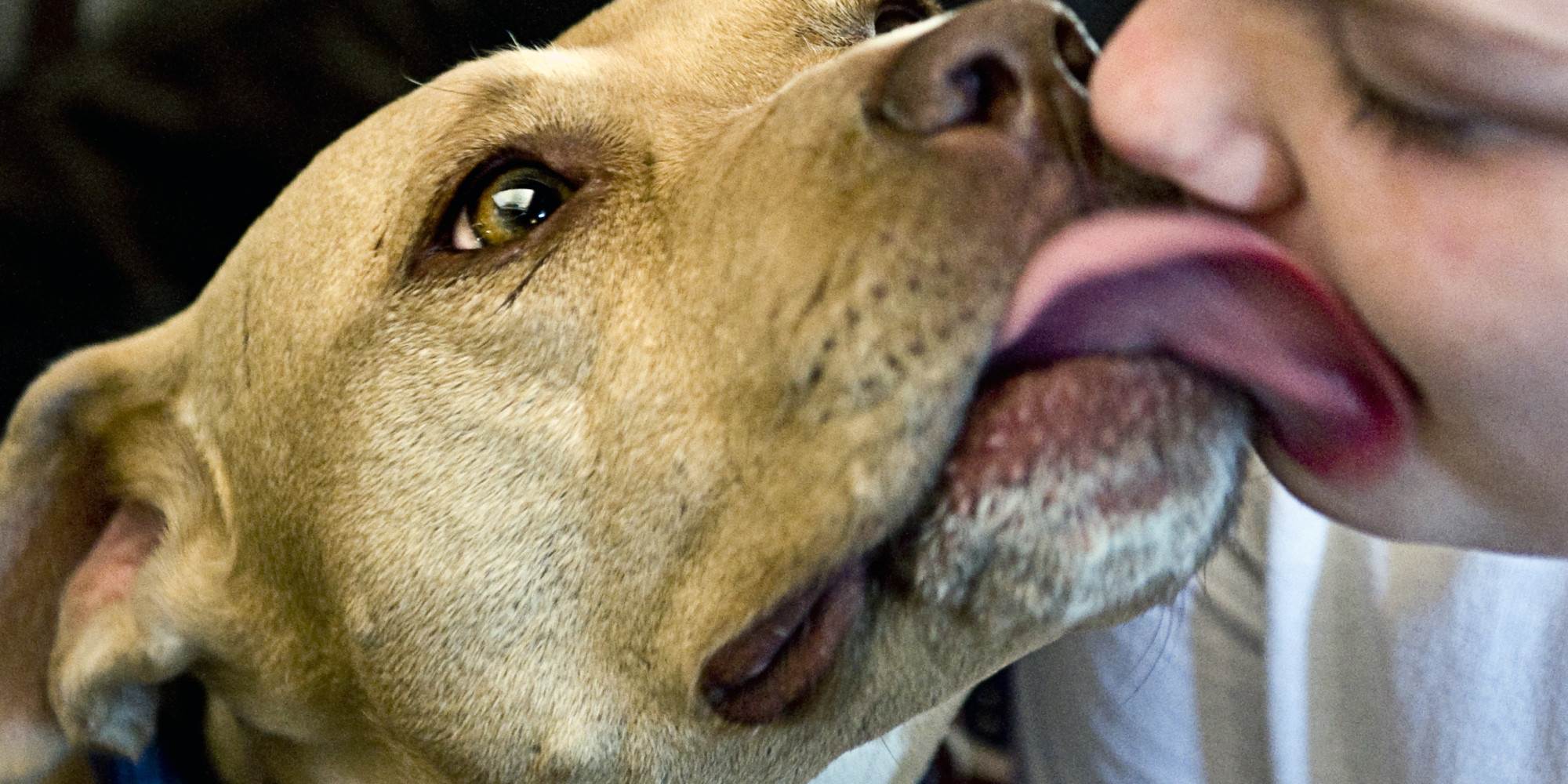 Почему собака часто высовывает язык как змея. почему собаки высовывают язык в жару или при беге? причины, по которым собака высовывает язык из пасти