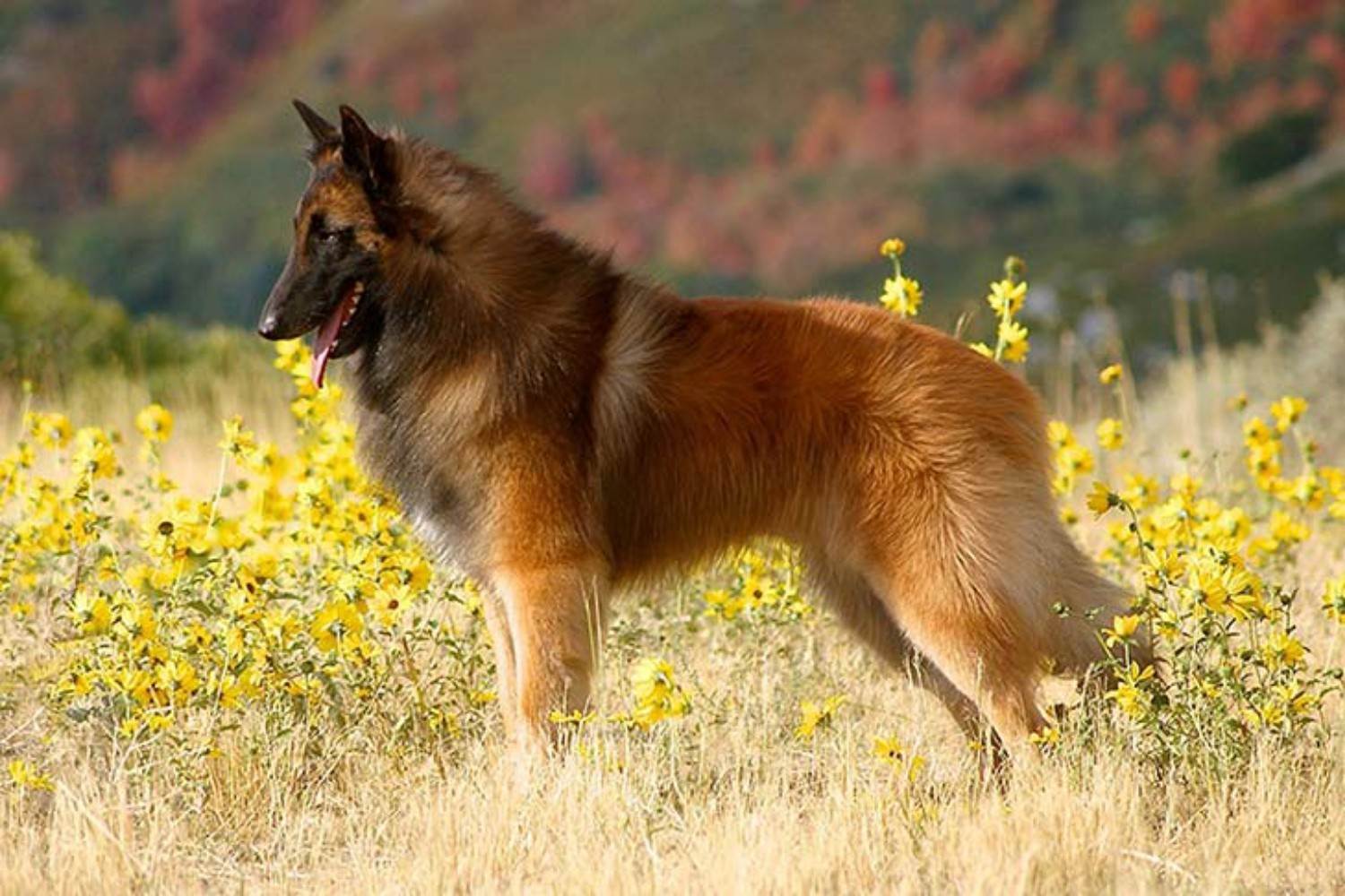Тервюрен (бельгийская овчарка) — фото собак, характер и описание породы
