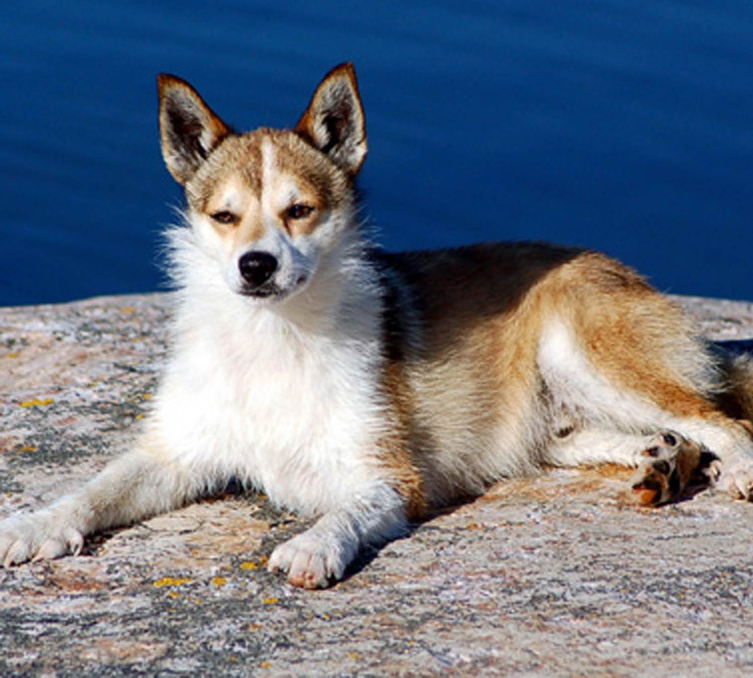 Норвежский лундехунд: описание породы собак с фото