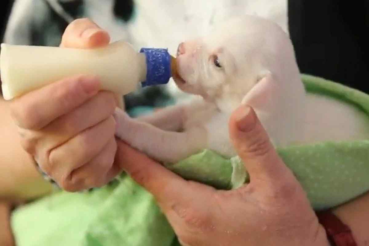 Щенки пьют молоко. Бутылочки для щенков новорожденных. Приспособления для искусственного вскармливания щенков. Вскармливание щенят из бутылочки. Приспособление для выкармливания щенков.