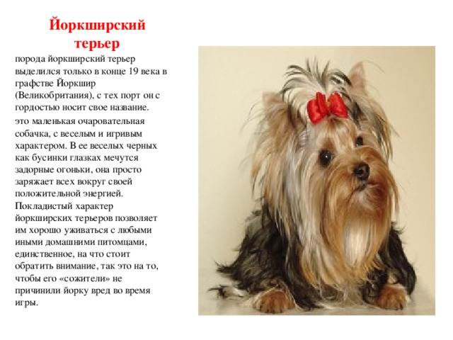 Йоркширский терьер - 83 фото комнатно-декоративного питомца