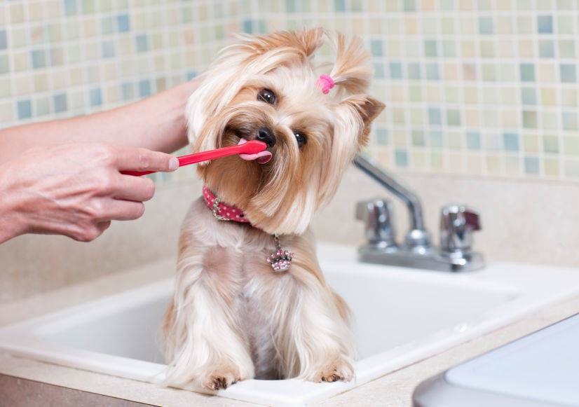 Как часто можно купать щенка или взрослую собаку с шампунем: сколько раз в месяц