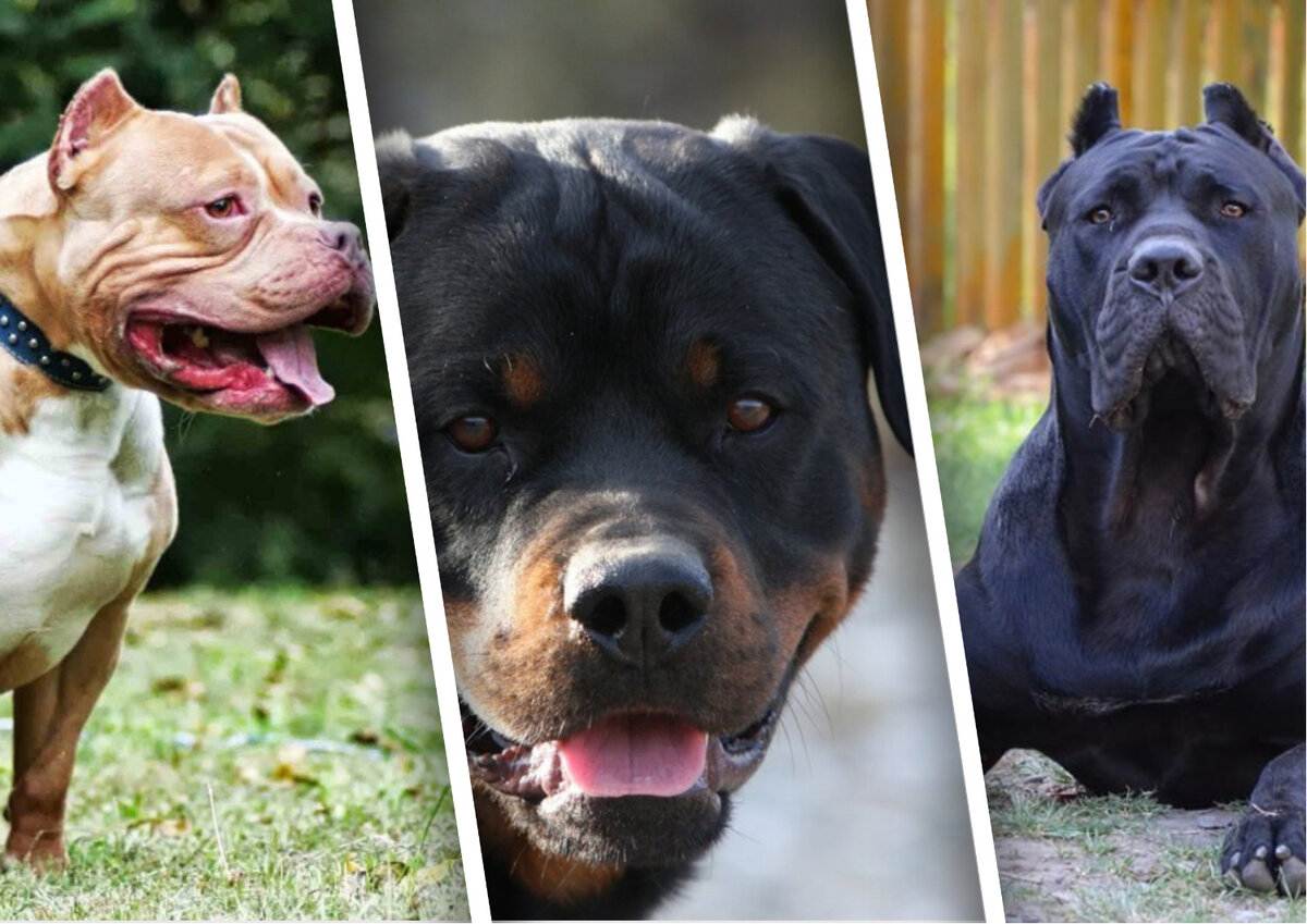 Самые опасные породы собак в мире. рейтинг всего мира. топ 5 мест