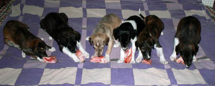 Можно ли давать собаке куриные кости, последствия трубчатых костей для собак