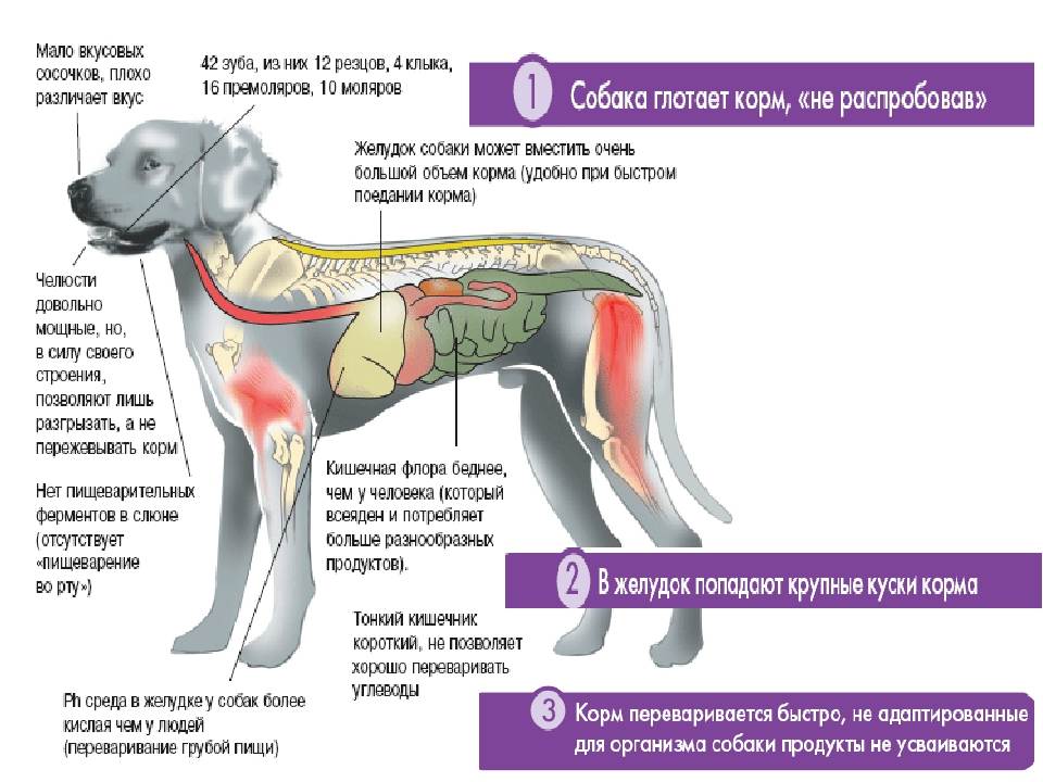 Щенок или собака икает: причины икоты, опасные и неопасные факторы, как помочь животному, когда нужно обратиться к ветеринару