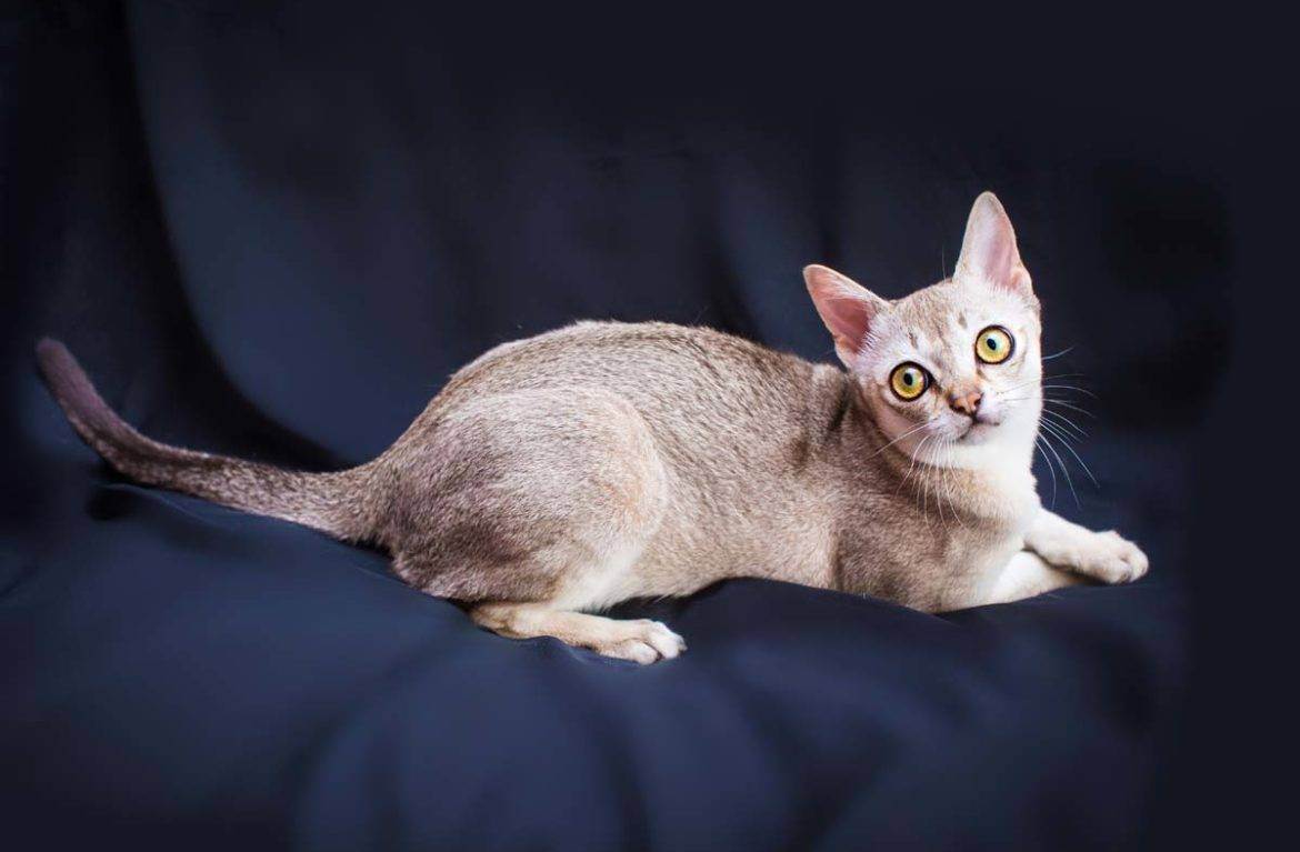 Сингапурская порода кошек: повадки, здоровье, питание