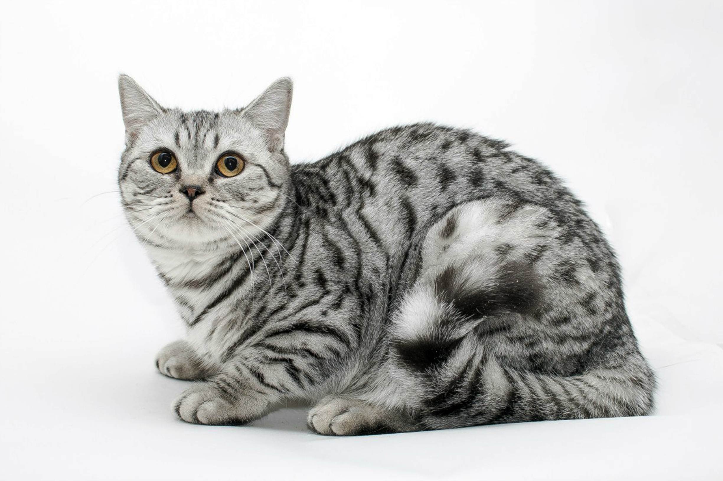 Скоттиш-страйт - милое и нежное создание в вашем доме - мир кошек