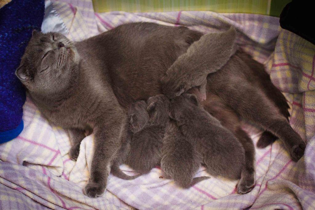Сколько беременны британские кошки. Недельные котята. Рождение котенка британца.