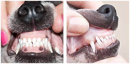 Смена зубов у щенков: схема от начала и до конца