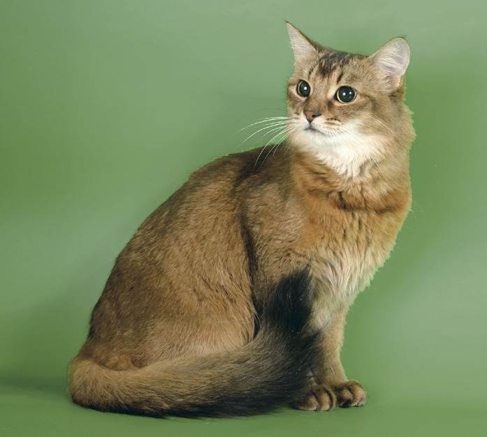 Сомалийская кошка — главные достоинства этого вида кошек, темперамент и особенности характера в обзоре!