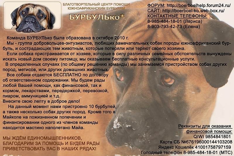 Порода собак бурбуль: характеристики, описания, отличия, отношение к окружающим