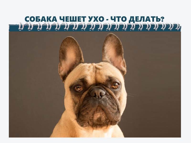 Почему собака трясет головой и чешет уши? причины и лечение.