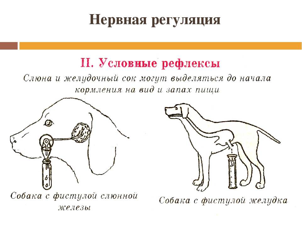 Опыт павлова с собакой кратко. подробное описание эксперимента с собакой павлова и что это такое