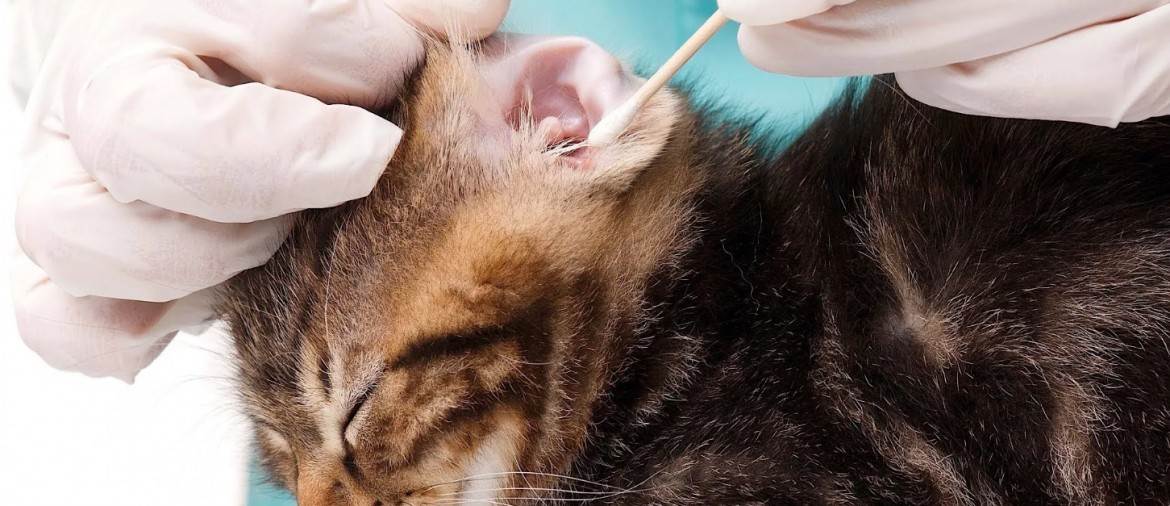 Виды отита у кошек, симптомы с фото и лечение в домашних условиях — как лечить кота, если у него болят и чешутся уши?