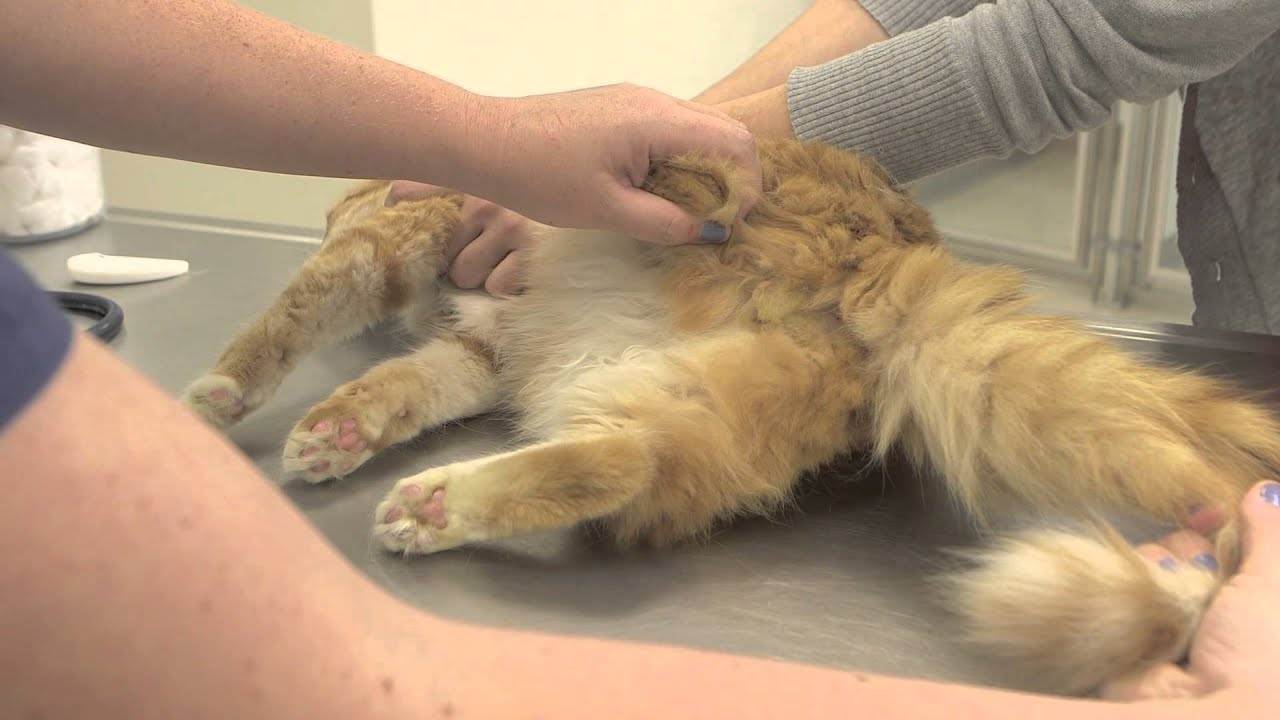 Почему кошка вылизывает под хвостом: причины, что делать, советы ветеринара