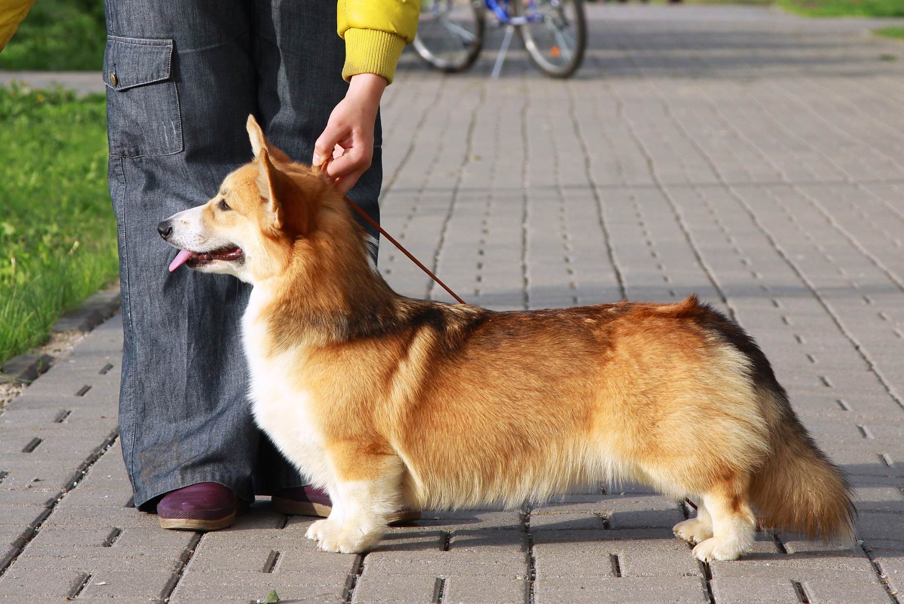Вельш корги пемброк: описание породы собак