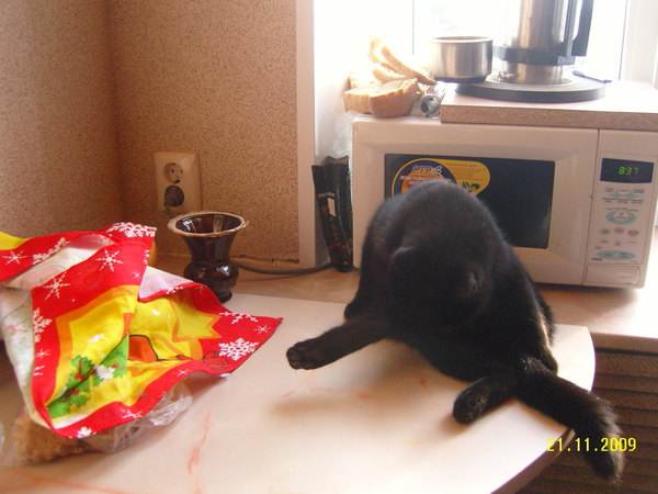 Как отучить кошку или кота лазить по столам, советы и практические рекомендации