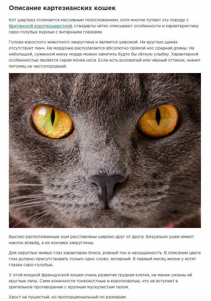 Картезианская кошка ( шартрез ) – описание породы кошки: фото, характер, размер, уход, цена в каталоге на официальном сайте корма бош