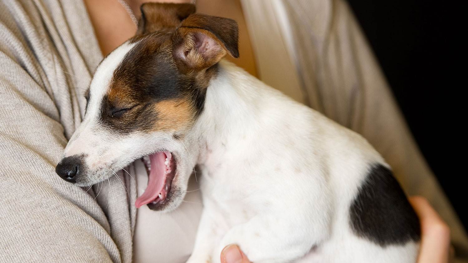 Кашель у собаки: возможные причины и соответствующее лечение