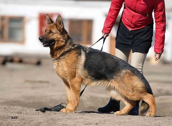 Дрессировка немецкой овчарки: щенка и взрослой собаки – обучение командам